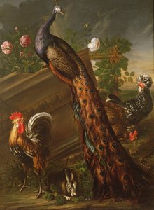 Pavo real y gallos, siglo XVII